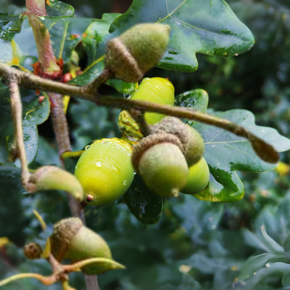 Shumard Oak Acorns   110 Pack   Native Tree Seeds (Quercus Shumardii)   Ideal for Planting and Landscaping