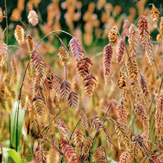 Northern Sea Oats Live Plants - Ornamental Grass - Chasmanthium latifolium - Hardy Perennial Ground Cover