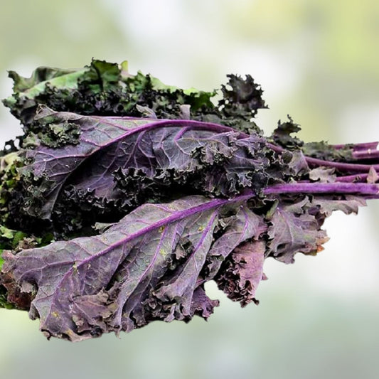 Red Kale Microgreen Seeds 16oz Organic Brassica oleracea var. sabellica for Home Gardening, Sprouting, Microgreens