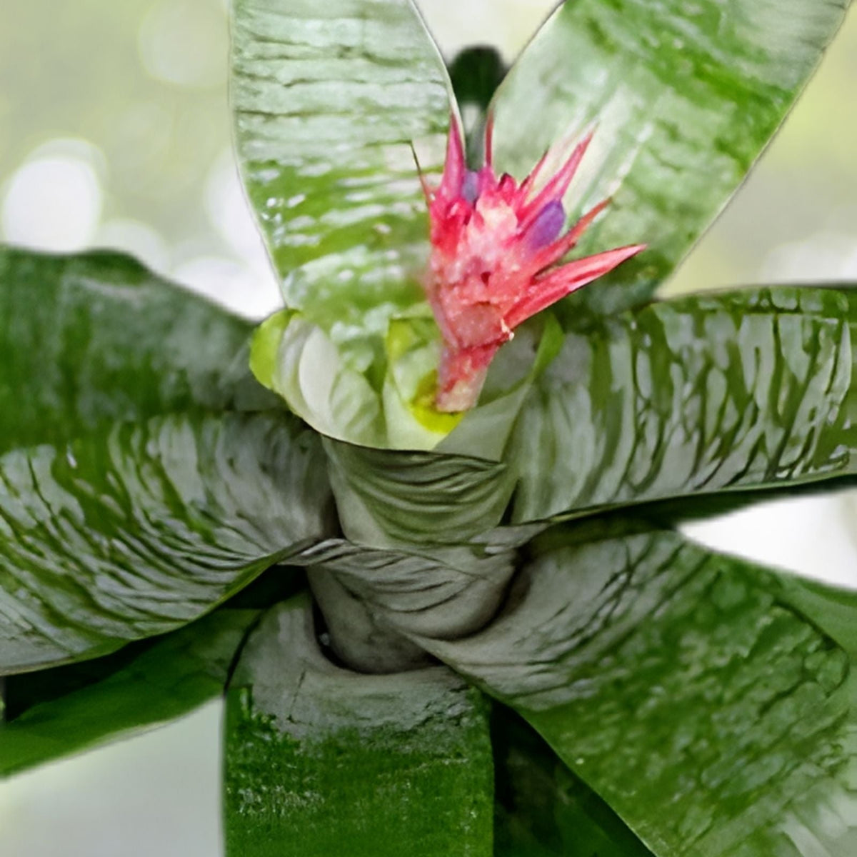 Bromeliad Plant 6" Pot Neoregelia Namaskar Burgundy Foliage - Indoor & Outdoor Decor (Neoregelia)