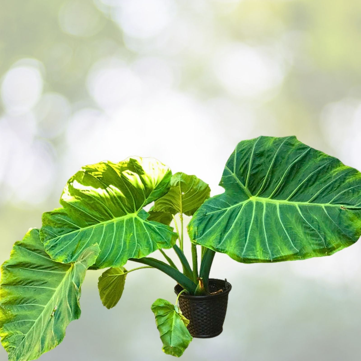 Colocasia 'Thai Giant' Elephant Ear Bare Root Plant - Tropical Green Foliage - Perfect for Gardens and Landscaping
