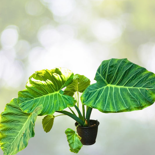 Colocasia 'Thai Giant' Elephant Ear Bare Root Plant - Tropical Green Foliage - Perfect for Gardens and Landscaping