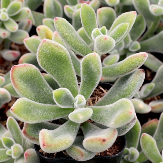 Echeveria Pulvinata Cuttings – 3 Live Fuzzy Red Succulents – Echeveria Propagation Plant Collection