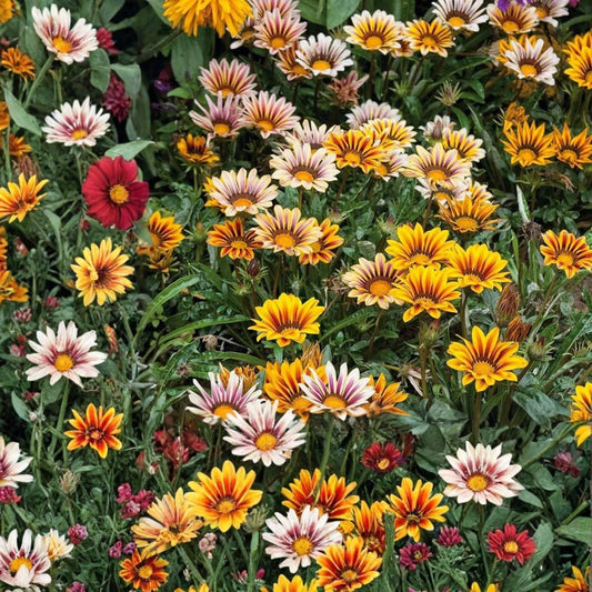 Gazania Seeds 75+ Vanilla Charm Fragrant Non-GMO Flower Seeds for Gardens and Containers - Gazania rigens