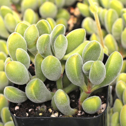 Succulent Plant - Live Crassula Rogersii Velvet Club - Yellow Blooms - Crassula rogersii - Easy Care Indoor or Outdoor Plant