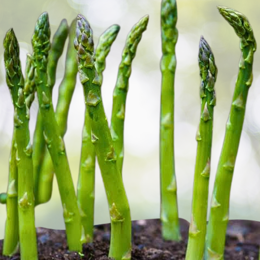 50pcs Asparagus Seeds - Mary Washington Variety, Heirloom, Open-Pollinated, Non-GMO - Asparagus officinalis