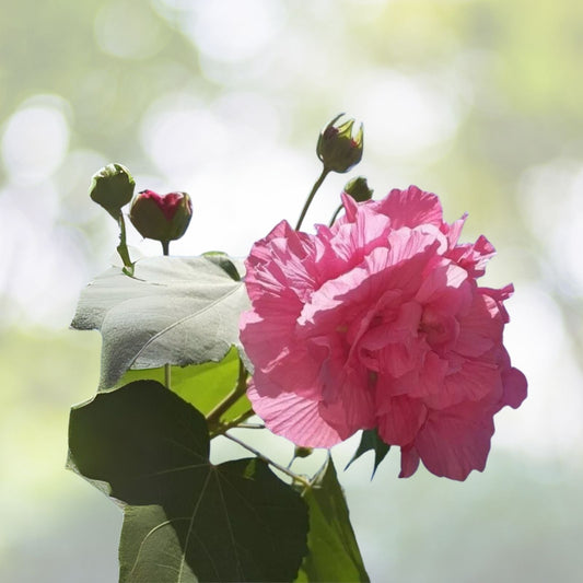 Cotton Rose Cuttings (4) Color Changing Flowers - Hibiscus mutabilis