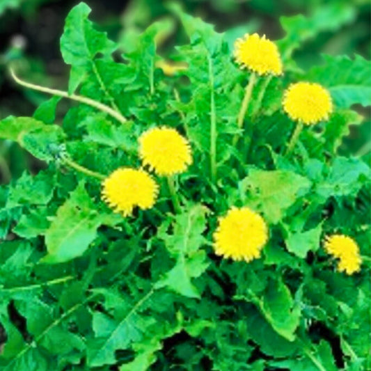 Dandelion Plants 100+ Organic Non-GMO Heirloom Bright Yellow Flowers Taraxacum officinale - Medicinal Nutritional Benefits