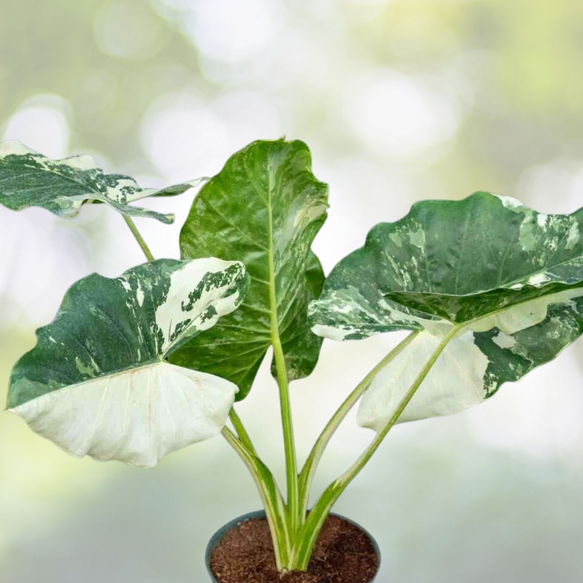 Alocasia Macrorrhiza Variegata Plant - 3 Gallon Giant Taro - Variegated Elephant Ears - Tropical Houseplant - Alocasia Variegata