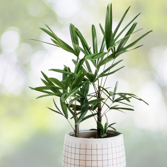 Lady Palm Plant 9" Pot Rhapis excelsa Low Light Easy Care Indoor Houseplant