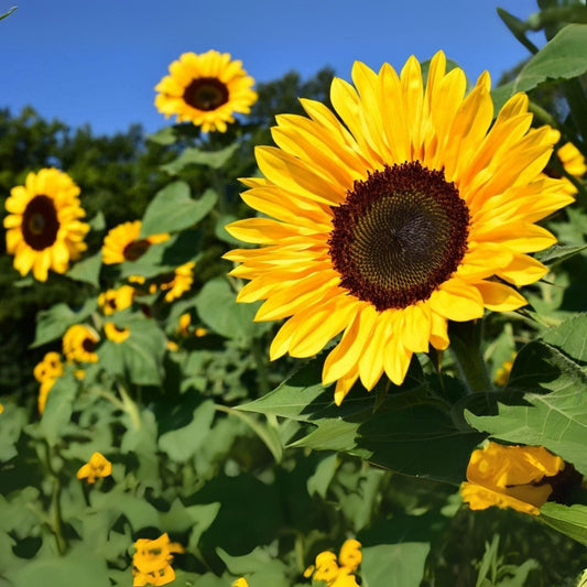 500 Peredovik Sunflower Seeds for Planting, Attract Birds, Helianthus annuus, Ideal for Wildlife Gardens