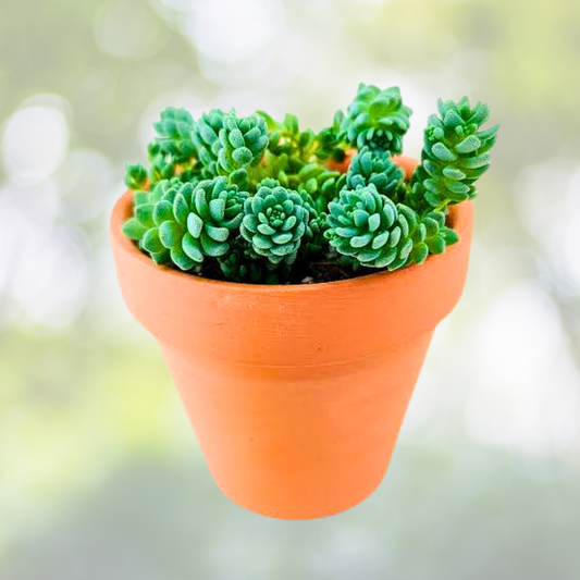 200 Pcs Rare Succulent Seeds - Sedum Dasyphyllum 'Major' - High-End Garden Plants for Cactus & Succulent Lovers