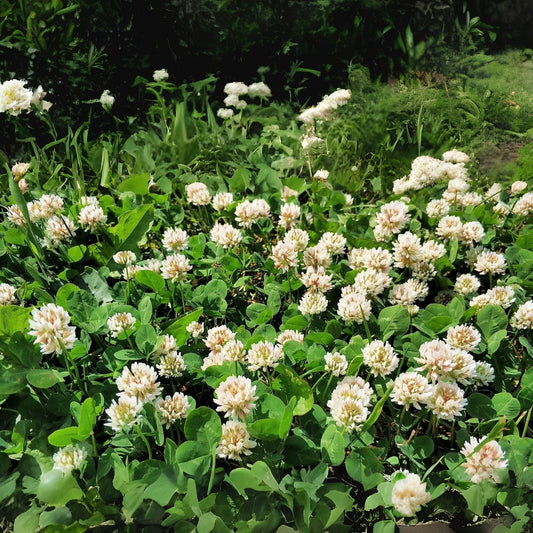 White Dutch Clover Seeds - Ground Cover Lawn Alternative, Trifolium repens, Eco-Friendly Pasture Solution