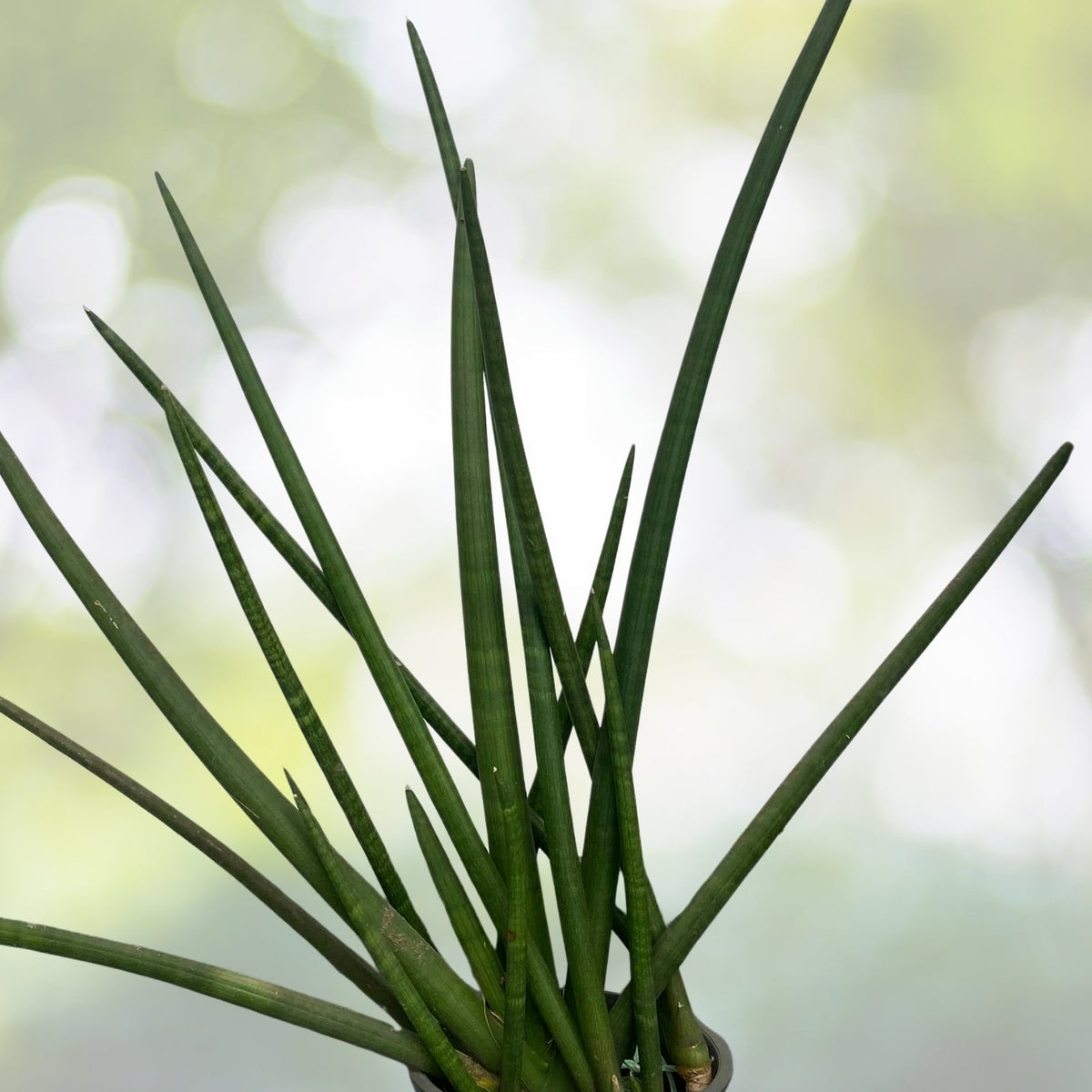 Sansevieria Cylindrica Indoor Plant in 4-Inch Pot - Low Maintenance Braided Snake Plant - Air Purifying Houseplant