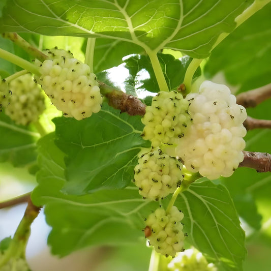 White Mulberry Cuttings 10 Pack for Grafting Rooting Morus alba Sweet 29 Brix