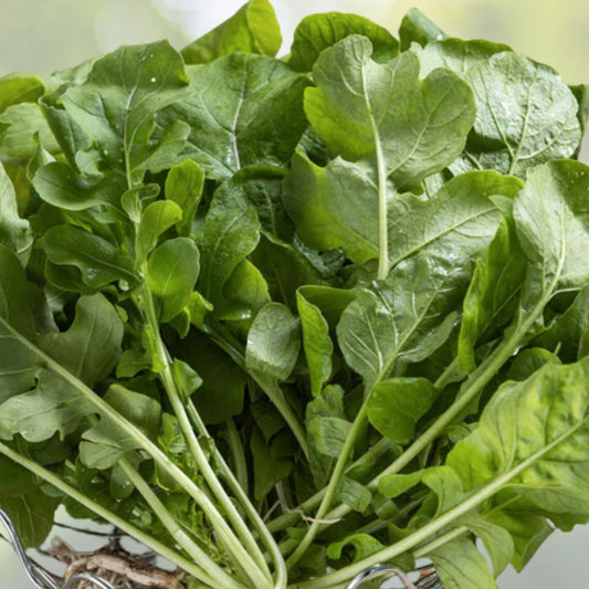 Organic Roquette Arugula Seeds - 500+ Count - Salad Rocket Garden Green - USA Grown (Eruca sativa)