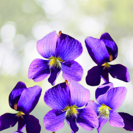 Wildflower Seed Mix 1000 Seeds Illinois State Flower Perennials & Annuals Non-GMO USA