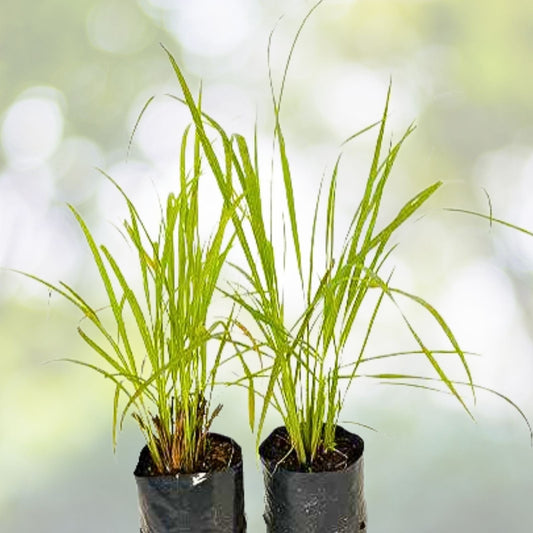Set of 2 Lemongrass Rooted Plants – Edible Herb – Easy Grow – Cymbopogon citratus – No Pot Included