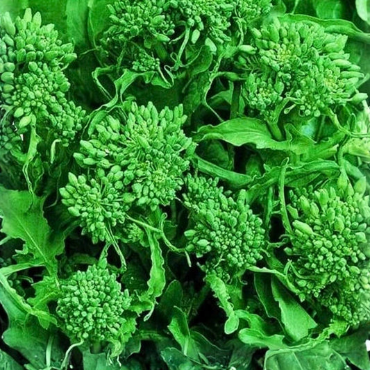 Broccoli Raab Seeds Heirloom Variety 50+ Seeds Brassica rapa subsp. ruvo Culinary Plant