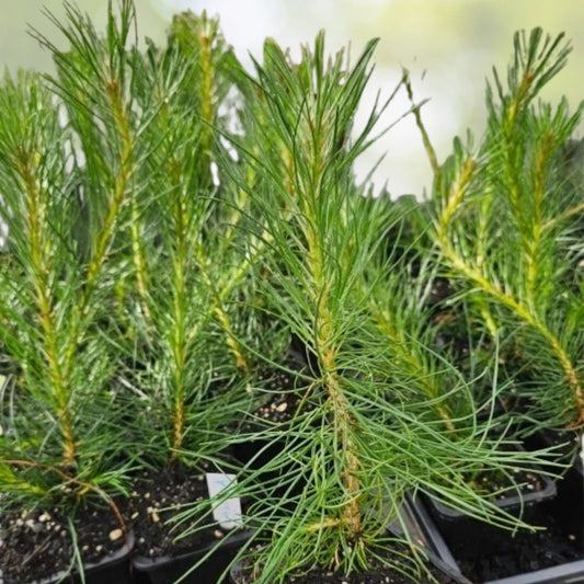 Austrian Pine Live Christmas Trees Set of 2, 4 6" Tall, Evergreen Pine, 4" Pot, Pinus nigra