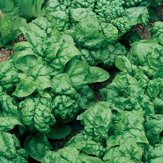 Swiss Chard Seeds, Ruby Red Heirloom, Non-GMO Beta vulgaris subsp. cicla Vegetable Garden Seeds