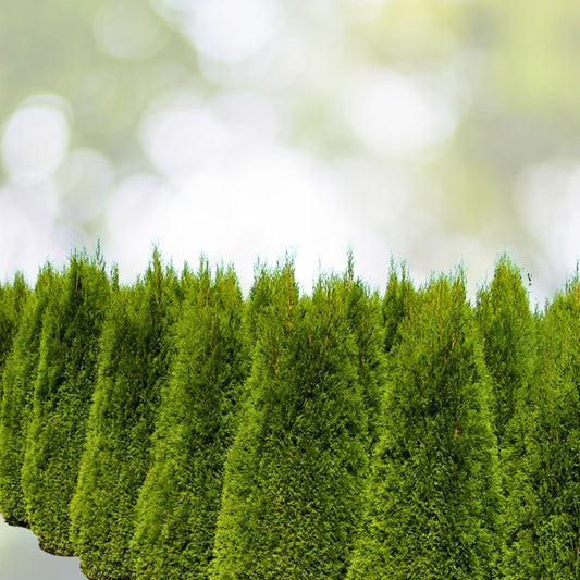 Emerald Green Arborvitae Trees - 5 Starter Plants, Thuja occidentalis 'Emerald Green', Landscape Privacy Shrubs