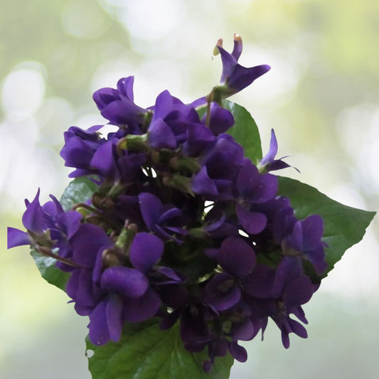 Purple Wild Violet Rhizomes 12+ Bareroot Organic Viola Perennial Edible Flower Hardy Herbaceous Plant