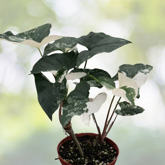 Syngonium Albo Variegated 4” Live Plant - Rare Arrowhead Vine with Unique White & Green Foliage - Perfect Houseplant