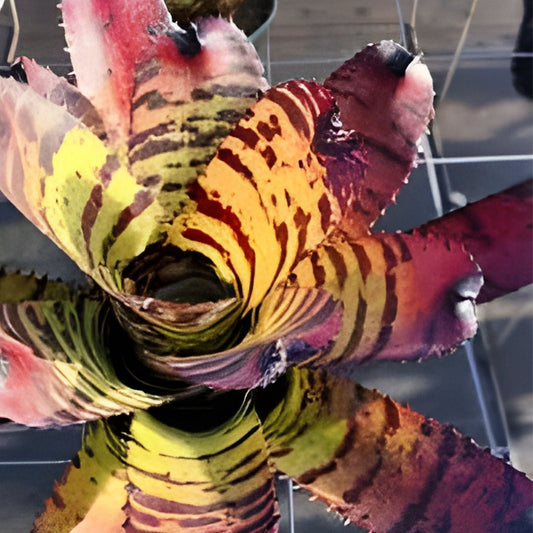 Bromeliad Plant 6" Pot Neoregelia 'Tiger' Striped Foliage Tropical Low Maintenance Indoor Houseplant