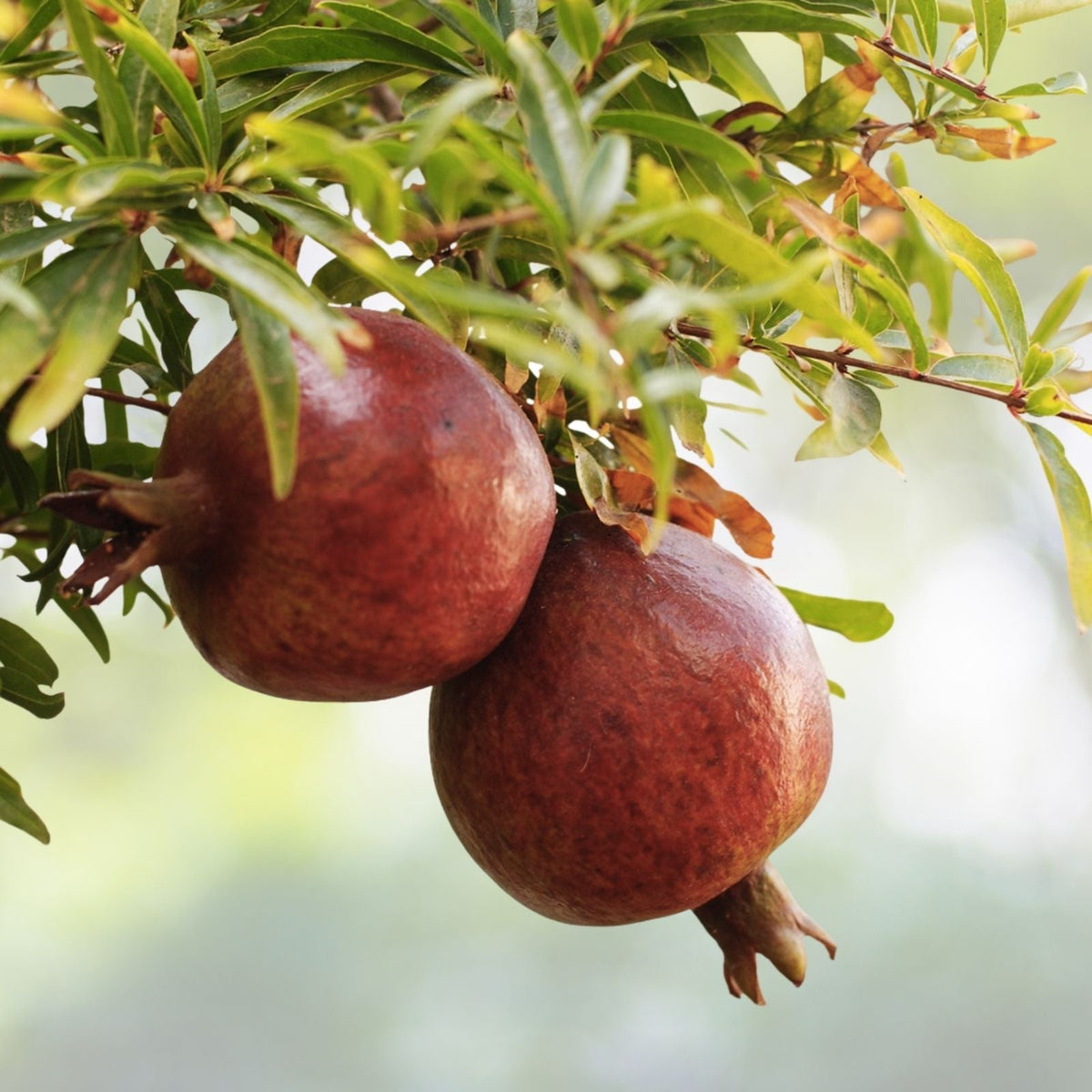Pomegranate Fruit Tree Seedling 2ft - Wonderful Variety, Bright Red Fruit, Orange Flowers, Attracts Butterflies & Hummingbirds - Punica Granatum