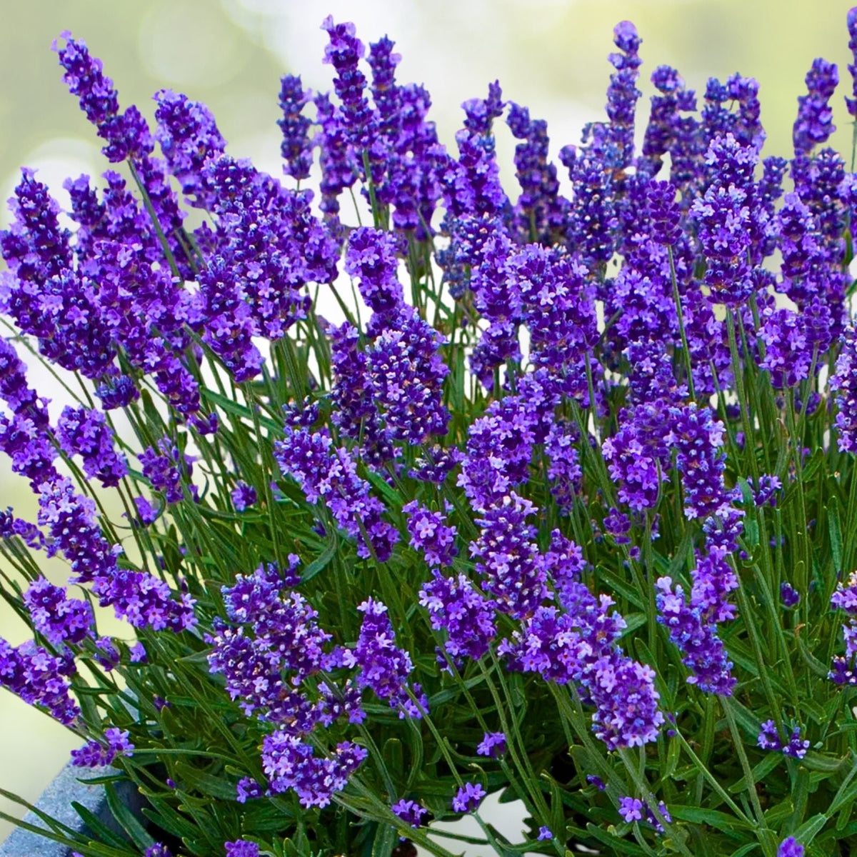 Set of 2 Live Rooted Lavender Plants - Fragrant Herbs - Lavandula angustifolia - No Pot