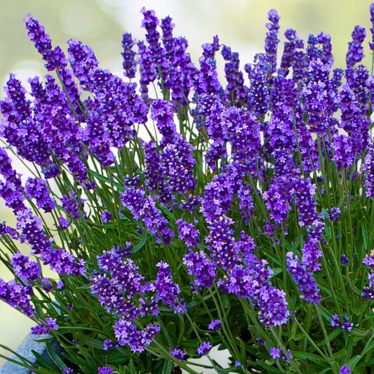 Set of 2 Live Rooted Lavender Plants - Fragrant Herbs - Lavandula angustifolia - No Pot