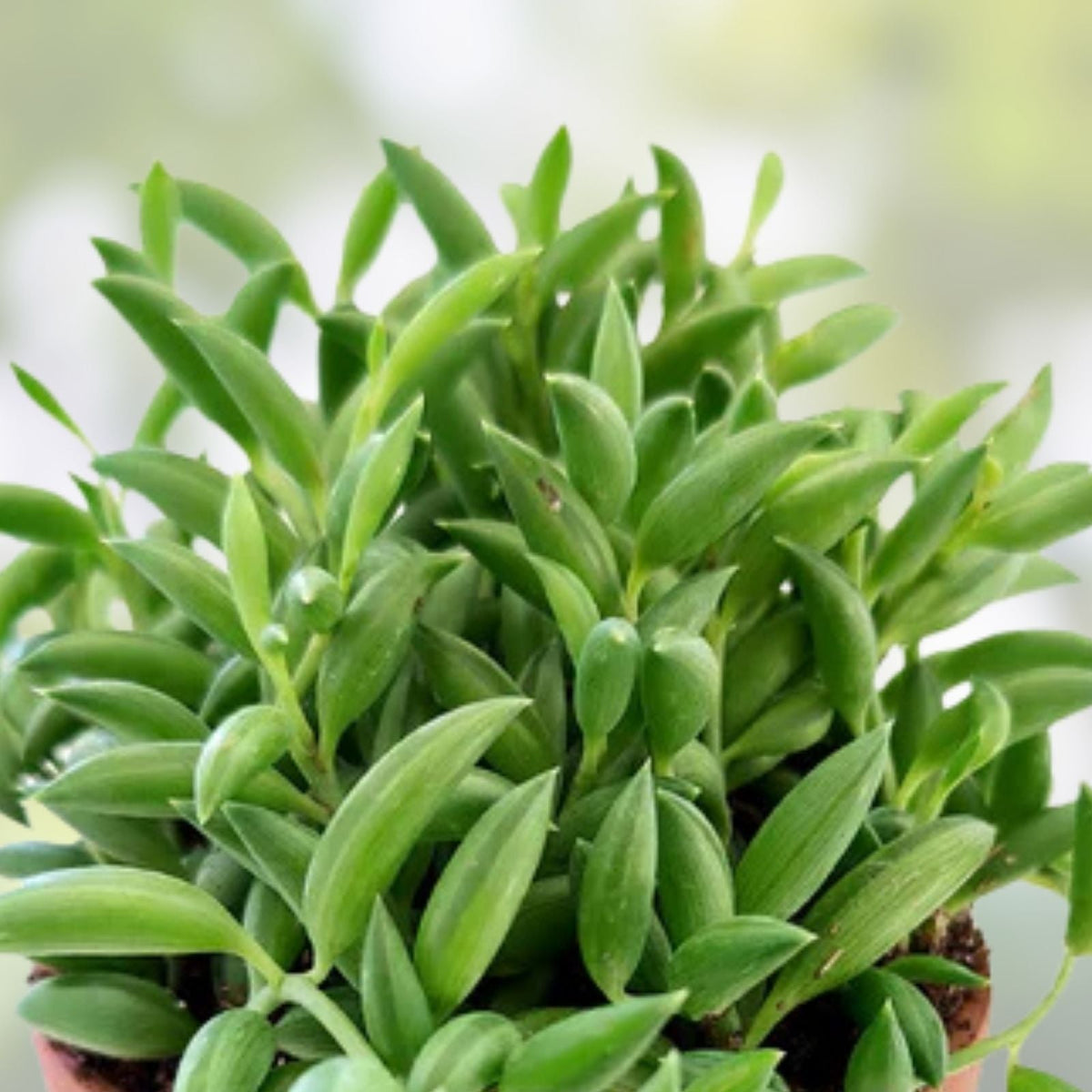 String of Bananas Cuttings 4-6" Succulent Plant Senecio radicans - 6 Healthy Propagation Clippings for Decor