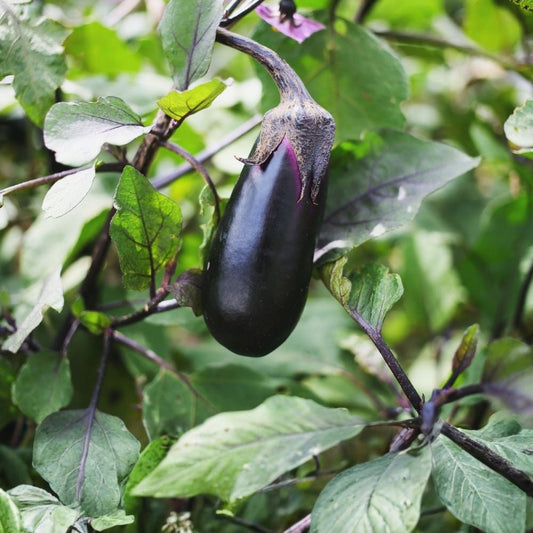 Bride Eggplant Seeds 40 Count Organic Non-GMO Heirloom Variety Solanum melongena USA Grown