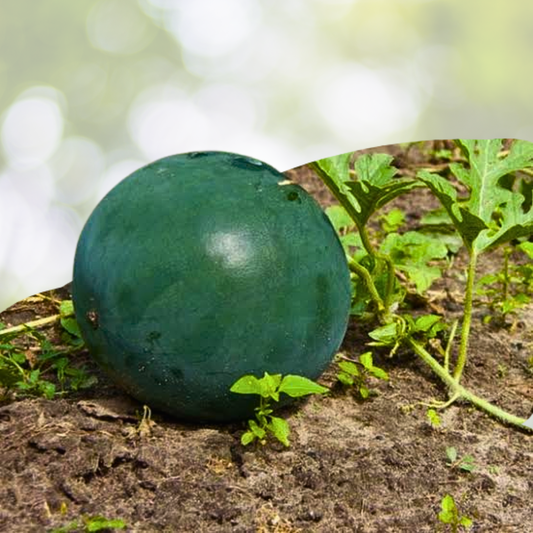 Sugar Baby Watermelon Seeds - 45pcs Heirloom Non-GMO Fruit Seeds for Planting - Citrullus lanatus