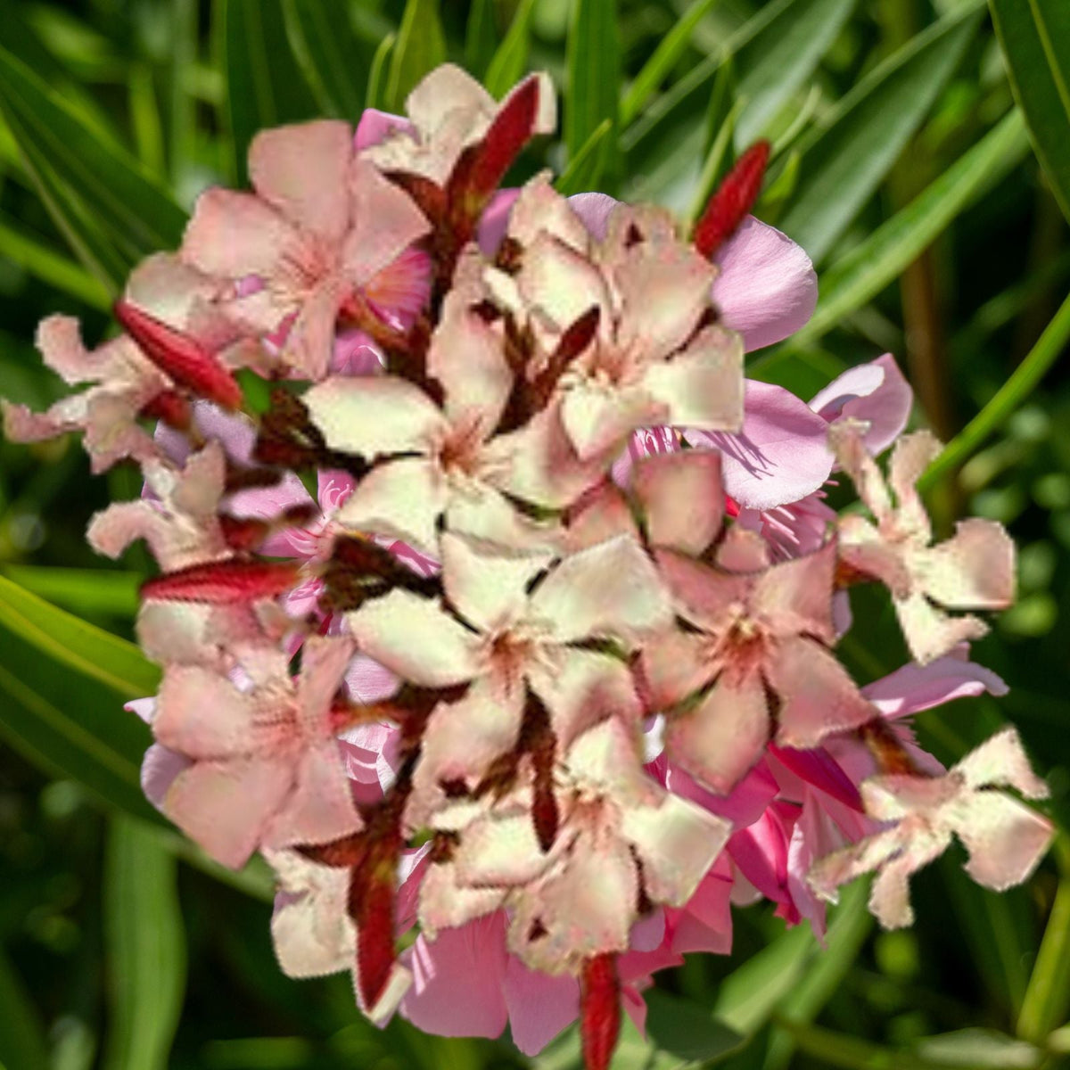 Dwarf Salmon Oleander Starter Plants 5 8" Tall Evergreen Shrub Nerium oleander Ships Without Pot