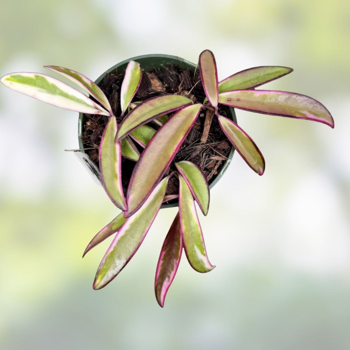 Hoya Wayetii 'Lori Lyn' Rooted Plant in 2.5" Pot – Trailing Houseplant for Indoor Decor, Exotic Green Foliage