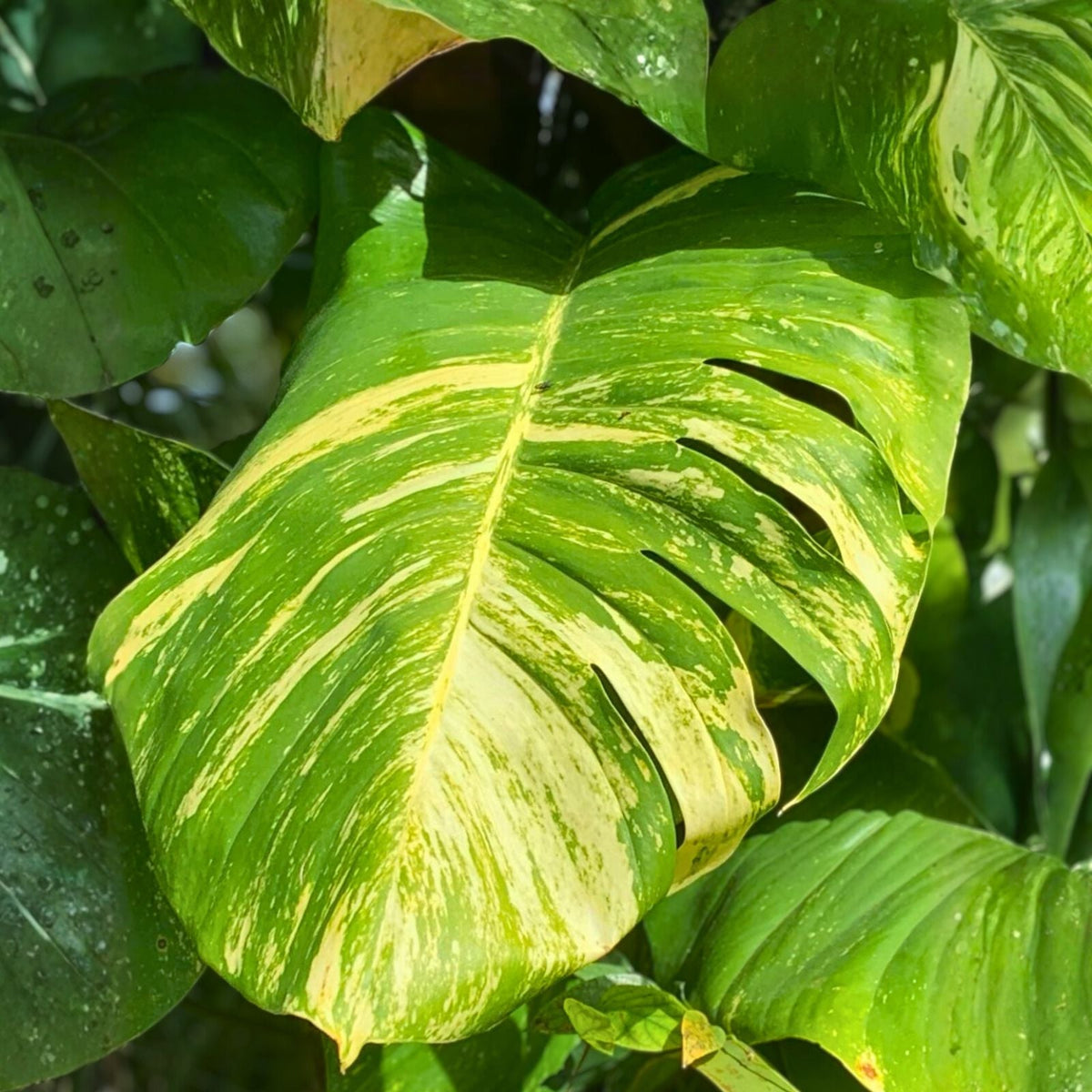 Golden Pothos Plant - 4 Inch Pot - Well-Rooted - Epipremnum aureum - Indoor Houseplant - Low Maintenance Greenery
