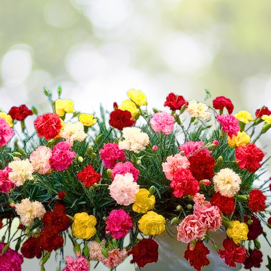 Carnation Seeds 200 Count CHABAUD Mix Pollinators Fragrant Cut Flowers Non-GMO Dianthus caryophyllus