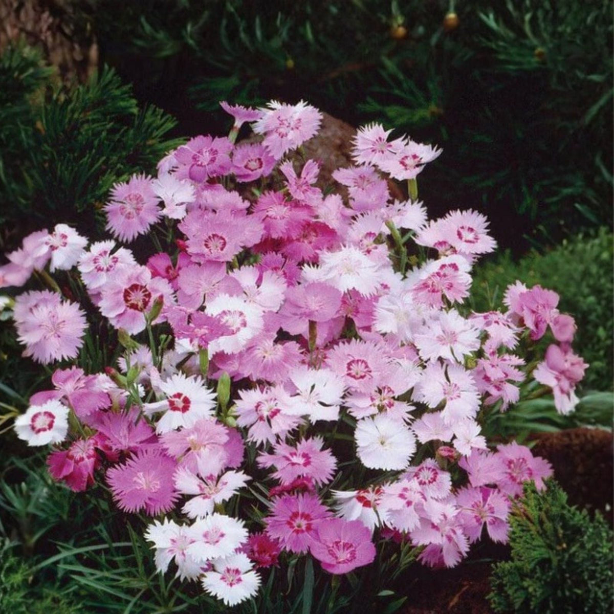 Dianthus Lilac Frost Seeds Bulk 500+ Carnation Flower Seeds Annual Garden US Seller