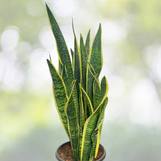 Snake Plant 4-Inch Pot Sansevieria Laurentii Yellow Edges Air-Purifying Low Maintenance Indoor Plant