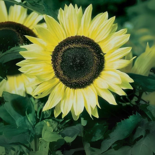Lemon Queen Sunflower Seeds - 50 Pack - Helianthus annuus - Ideal for Planting, Bright Yellow Blooms