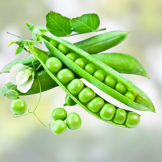 Heirloom Pea Seeds Little Marvel Variety 20+ Seeds Tasty Snack for Home Garden Pisum sativum