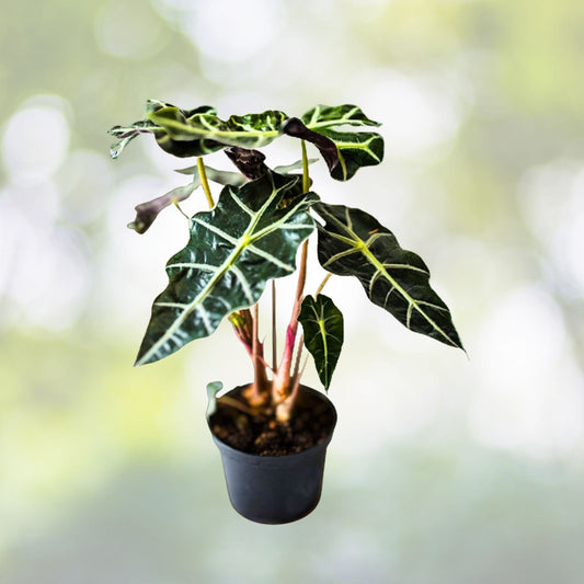 Alocasia Amazonica Plant - 4" Pot - African Mask Plant - Live Houseplant - Amazonian Elephant Ear - Tropical Foliage