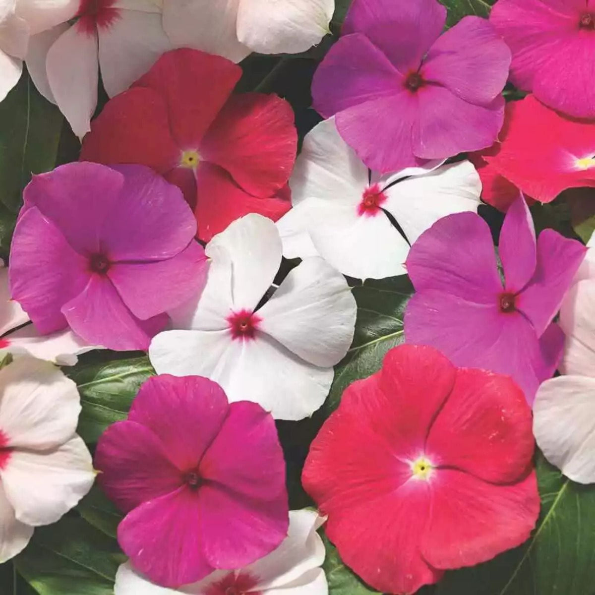 Vinca Seeds 500 Count Sunsplash Mix Colorful Annual Flowering Plants for Gardens Catharanthus roseus