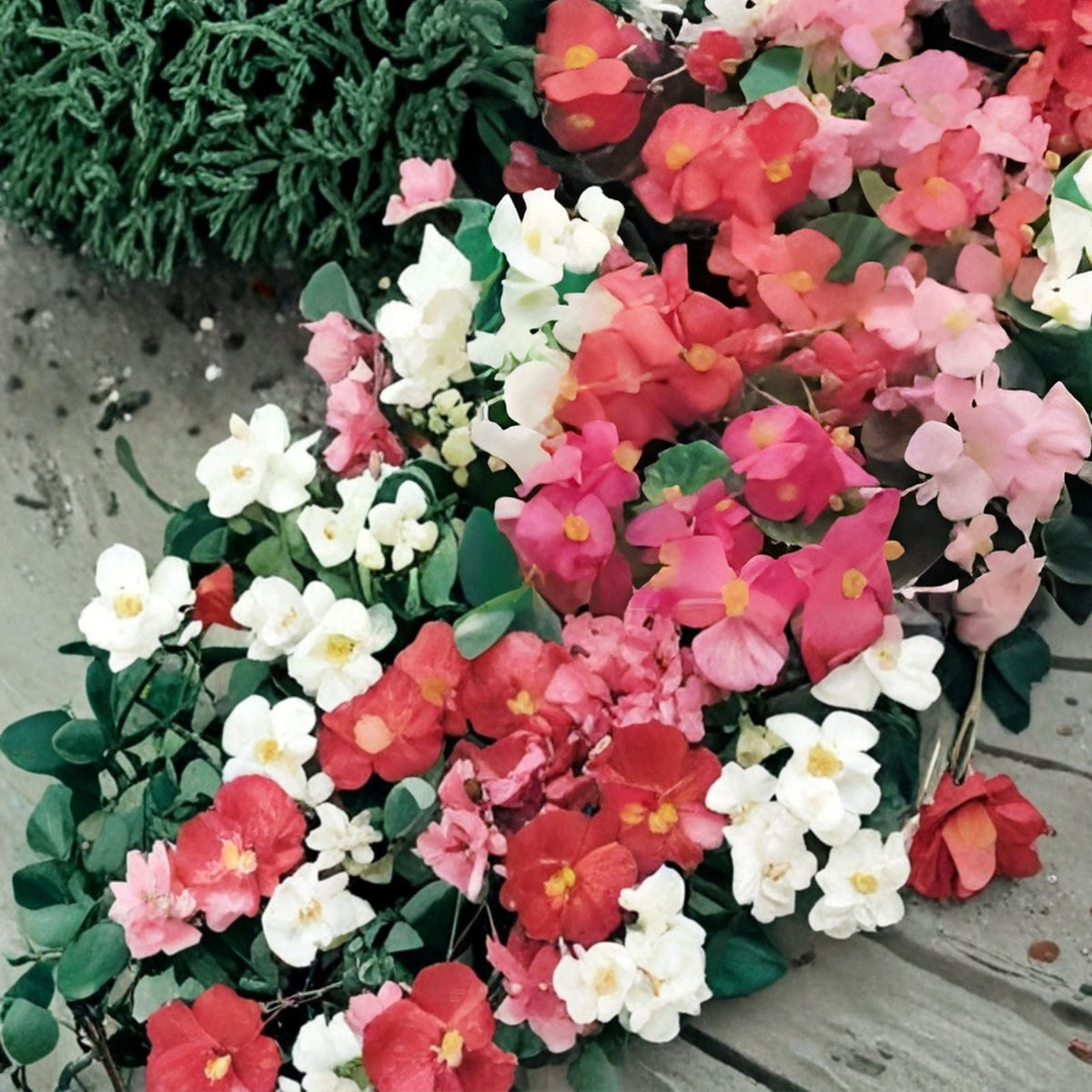 Berry Flame Begonia Seeds 45 or 125 Non-GMO Flower Seeds Colorful Blooms Ideal for Gardens Begonia spp.