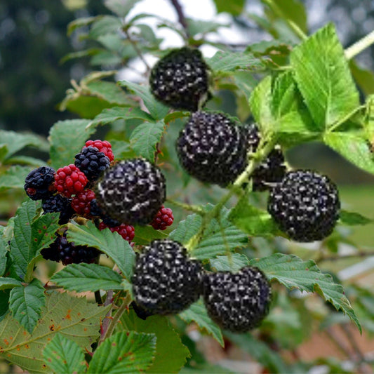 Organic Blackberry Plant Cuttings - 5 Unrooted Cuttings - Rubus fruticosus