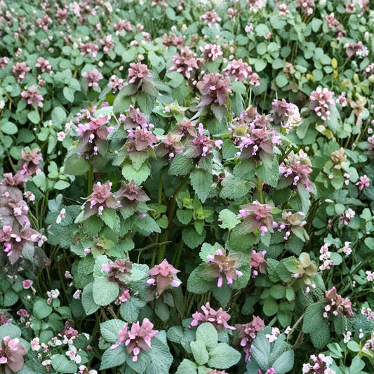 Organic Purple Dead Nettle Seeds 50+5 Free Lamium purpureum Archangel Spring 2024