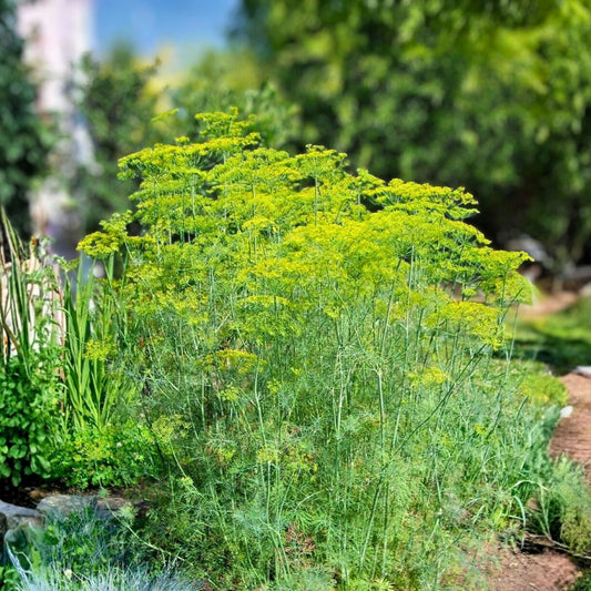 Mammoth Long Island Dill Seeds 500 Pack Heirloom Non-GMO Culinary Spice Anethum graveolens