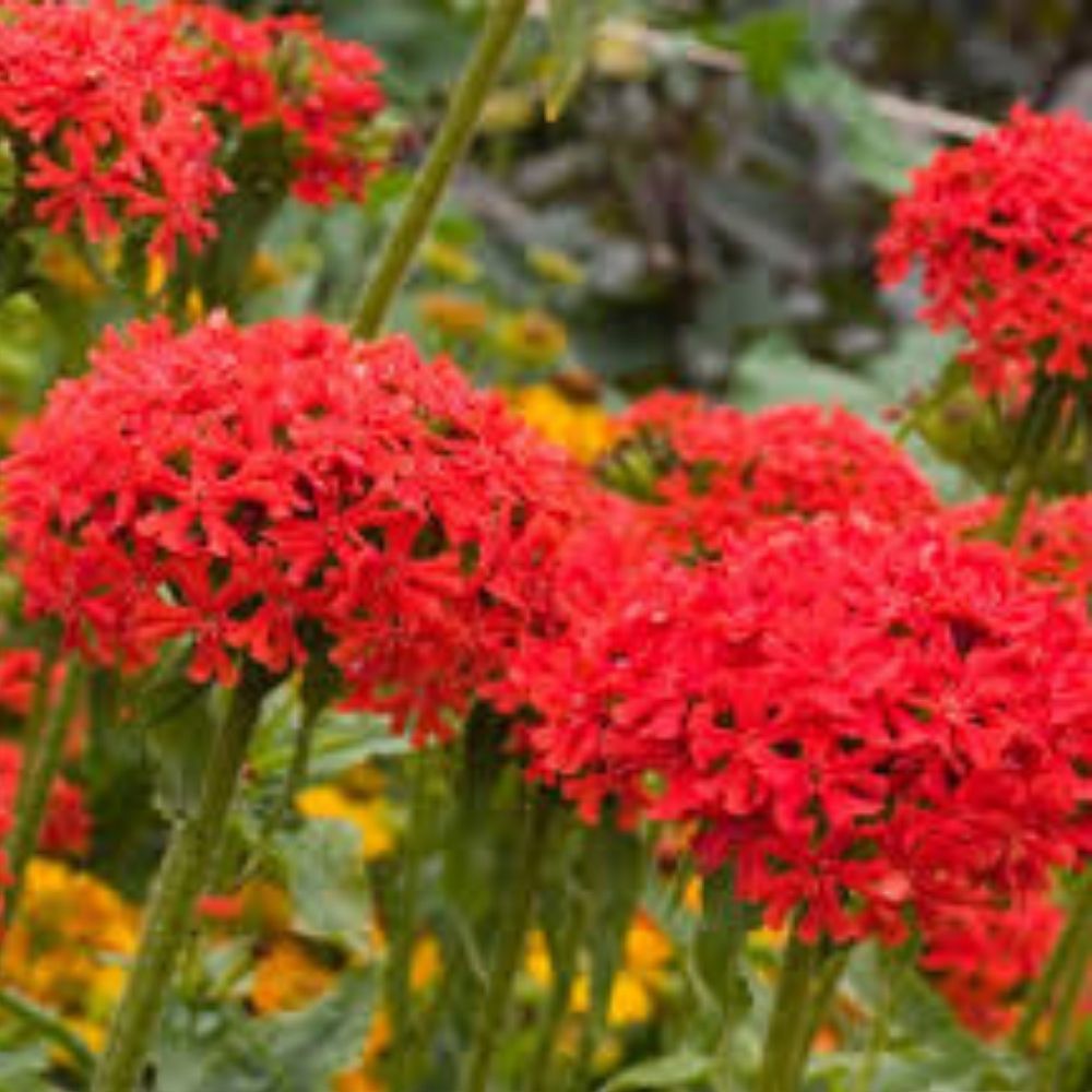 Burning Love Perennial Seeds 50 Pack Organic Lychnis Viscaria Seeds USA Grown